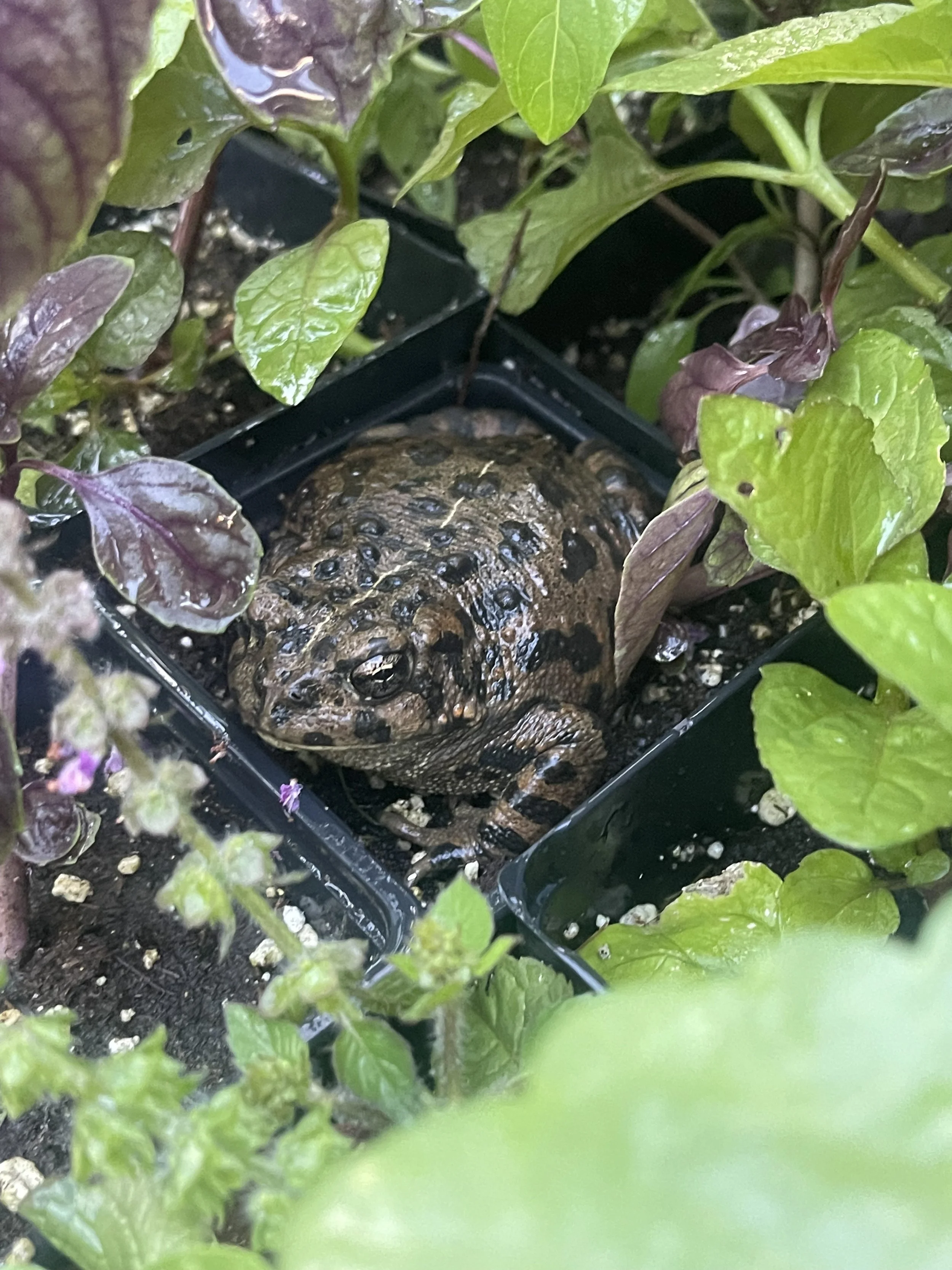 Letters from the garden: seasonal updates and stories