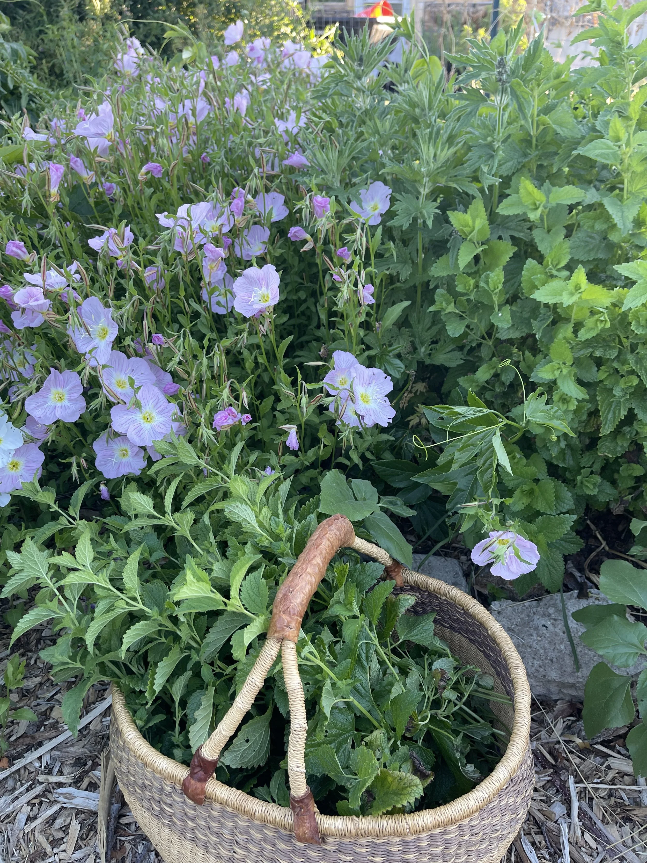 Early summer herbs that have been holding me