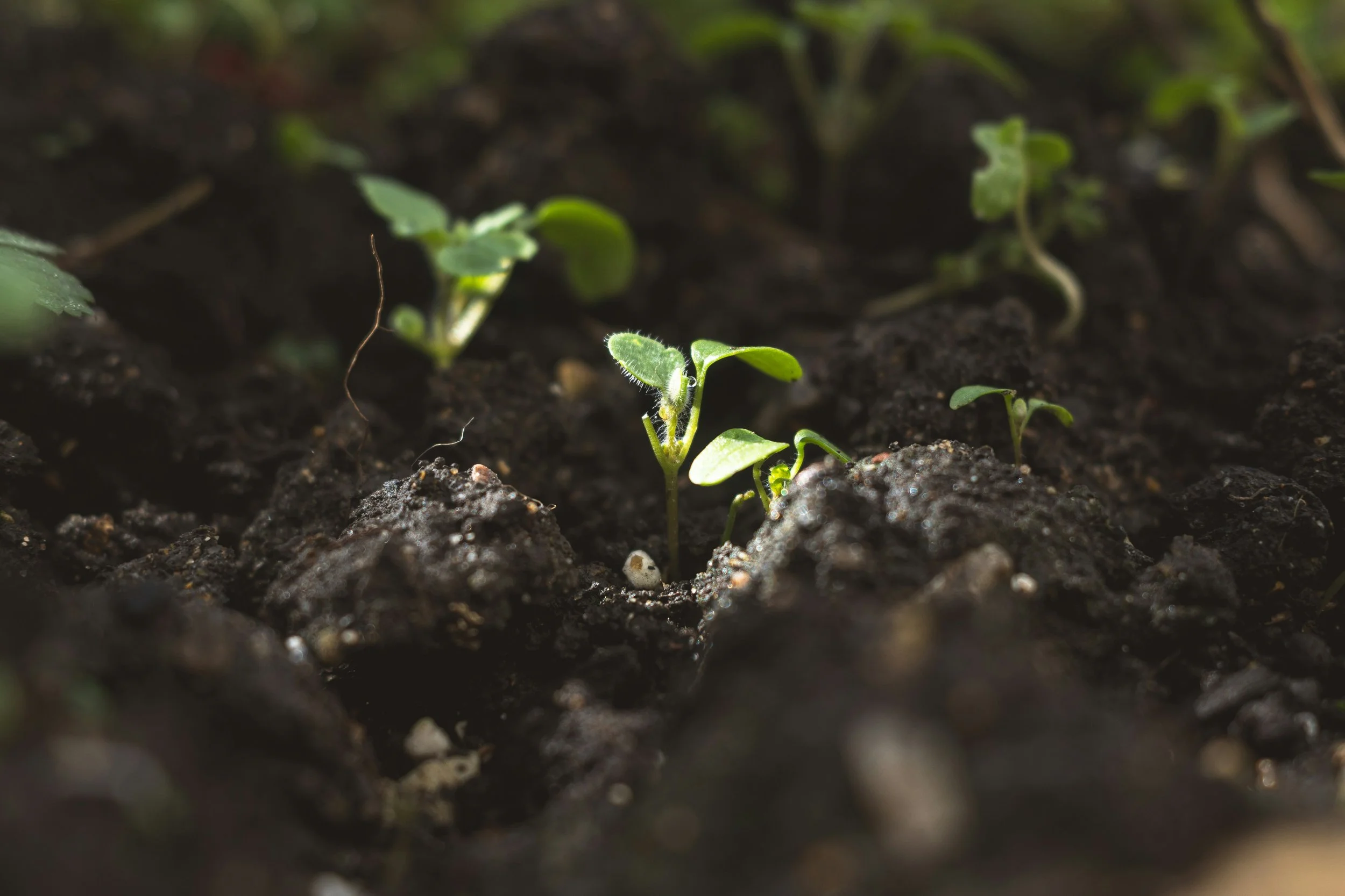 Close-up of a young plant sprouting from dark soil, surrounded by other small seedlings.