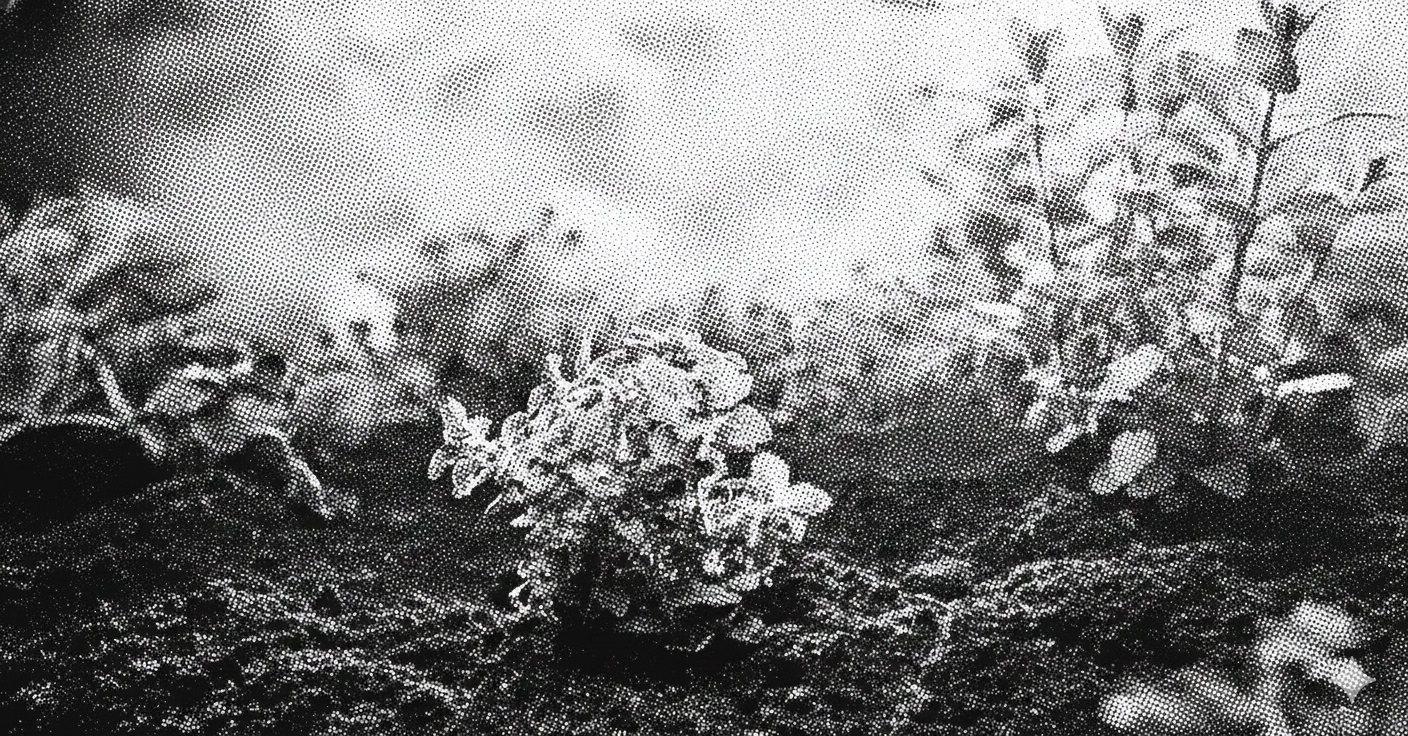 Black and white photo of a shrub or bushes with small flowers or buds.