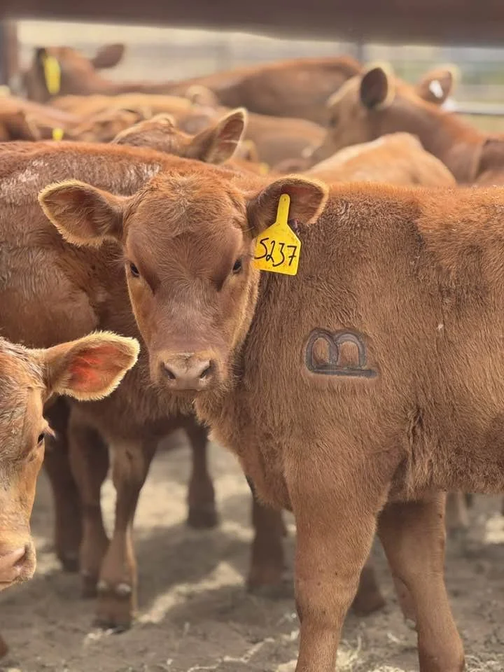 Protecting Wyoming Beef Producers