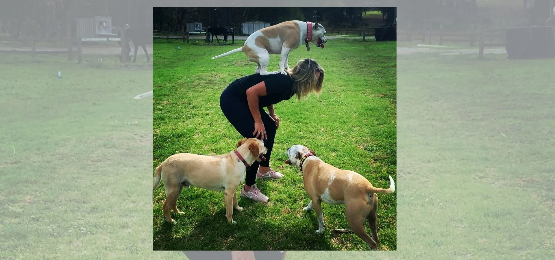 Rescue Dog Training Guide: Helping Your Second-Chance Dog Thrive on the Northern Beaches