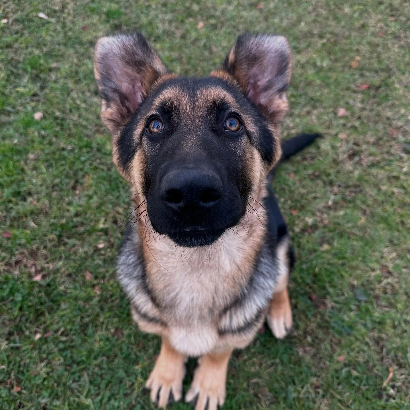 💡 Trainer Tip Tuesday 💡

Think of your dog&rsquo;s attention span like a phone battery. ⚡️ It drains fast, and the only way to keep it charged is to plug it in often.

✨ Keep sessions short (2&ndash;5 minutes).
✨ Recharge focus with quick rewards.
