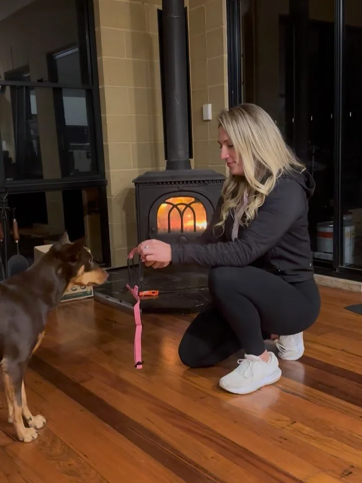 &ldquo;Party hat&rdquo; halter desensitisation training. For our shy or nervous pups, even small changes can feel big. Desensitising to new collars is a simple way to build trust, reduce stress, and boost confidence. 🐕❤️ There&rsquo;s many ways to d