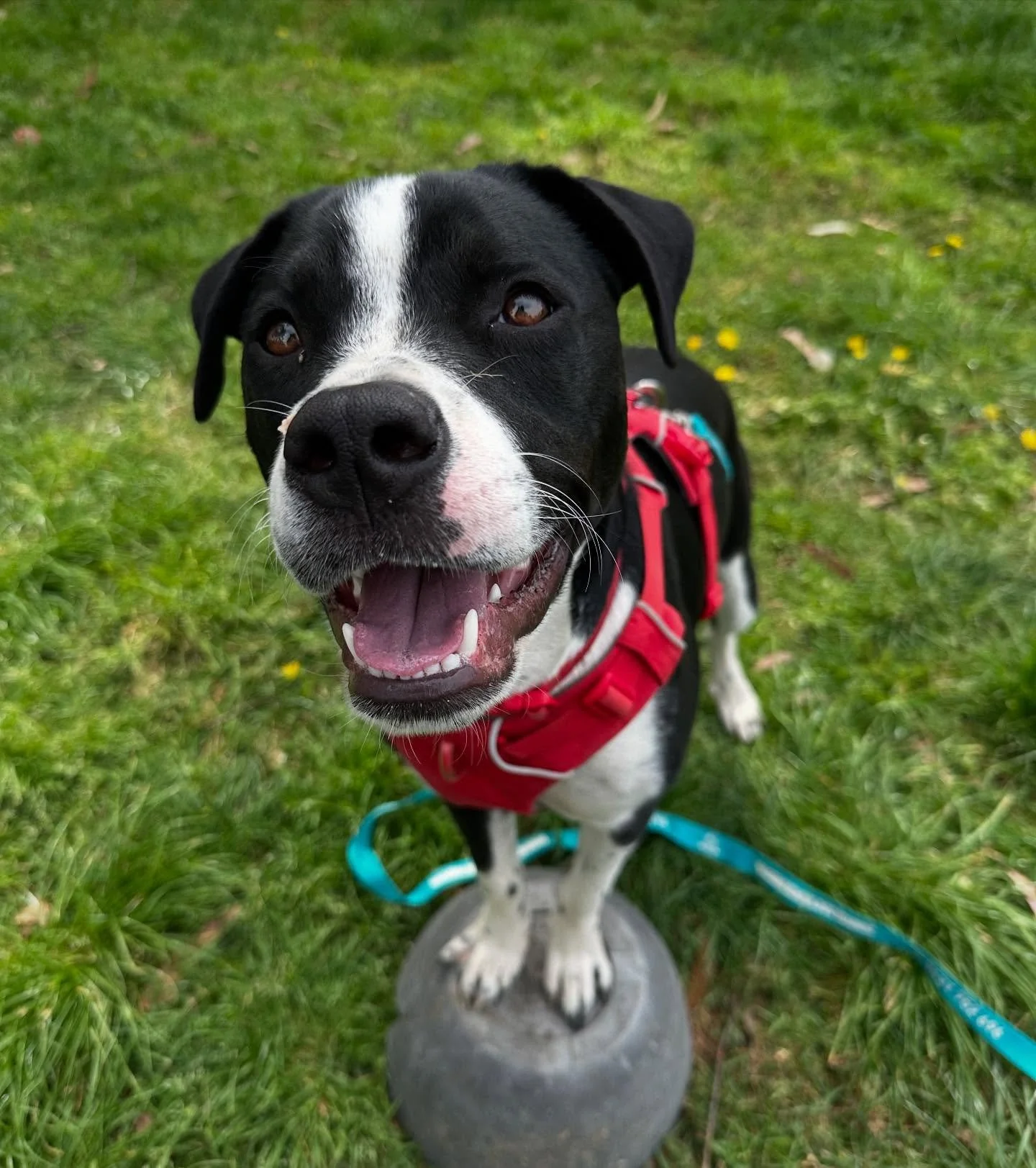 Target training with little Lani 🥰