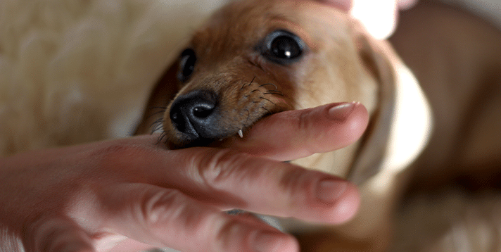 Why Your Puppy Bites Everything (And How to Stop It)