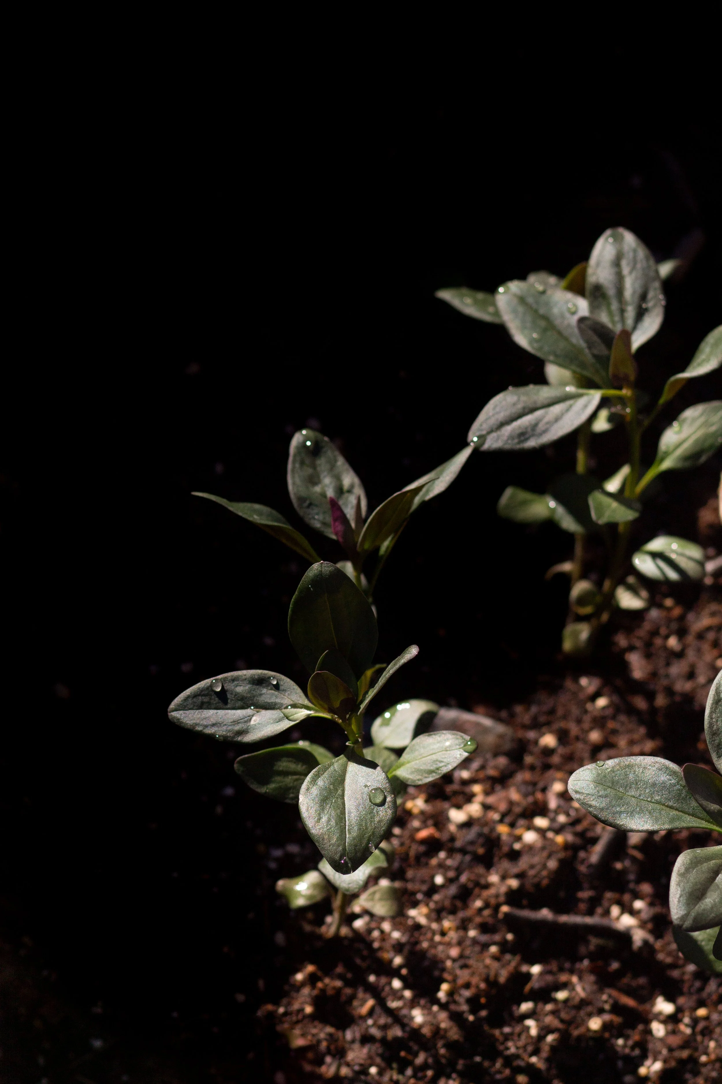 Trades of Brit Rebrand 10.jpg