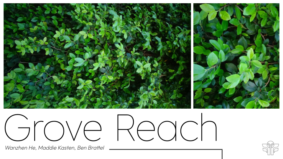 Close-up and top-down views of green leafed shrubbery in a garden or natural area.