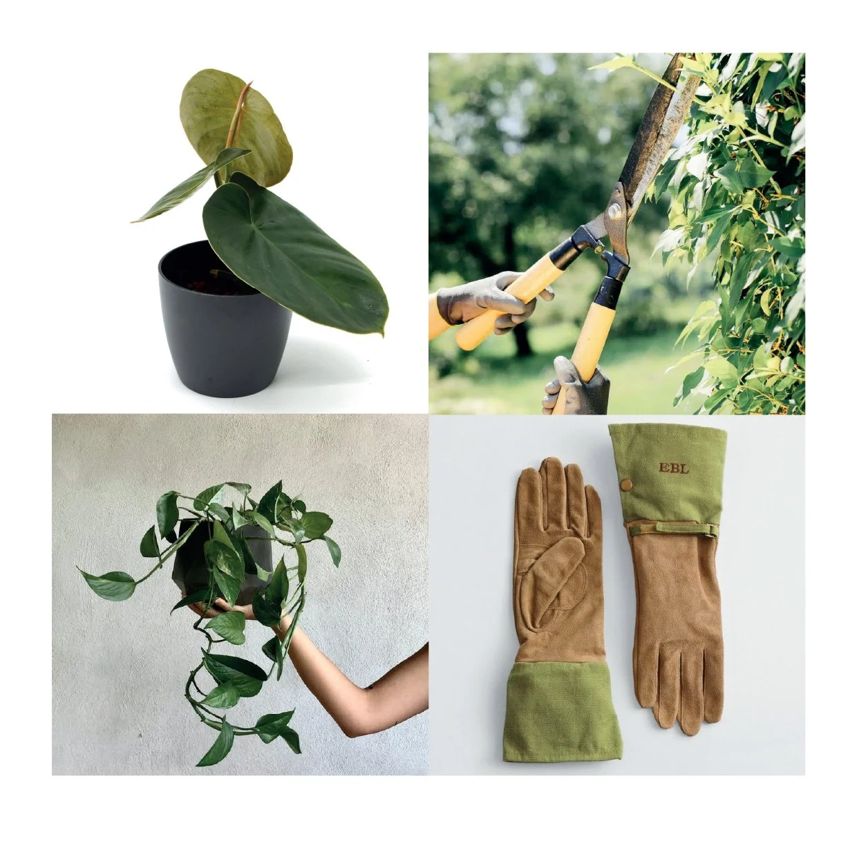 TörnroosPlants_Brandbook_images.jpg