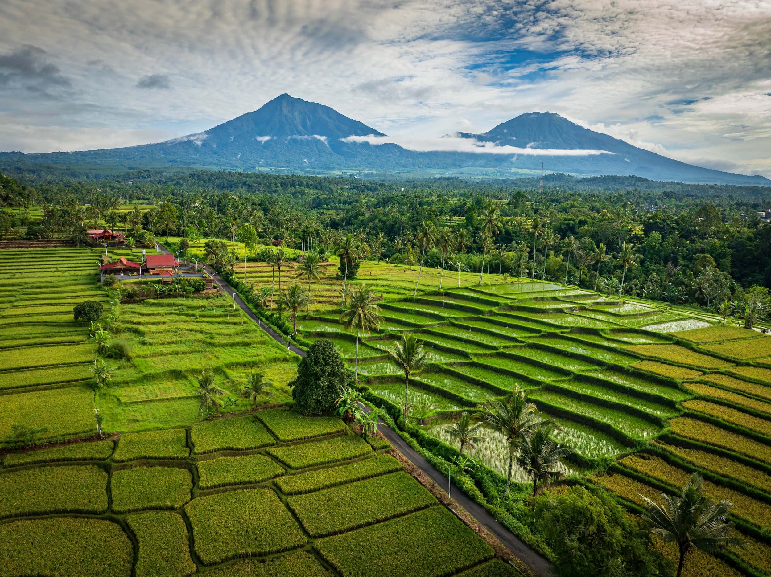 Pankaj - Mishra- East- Java- Aerial- Rice - Fields.jpg