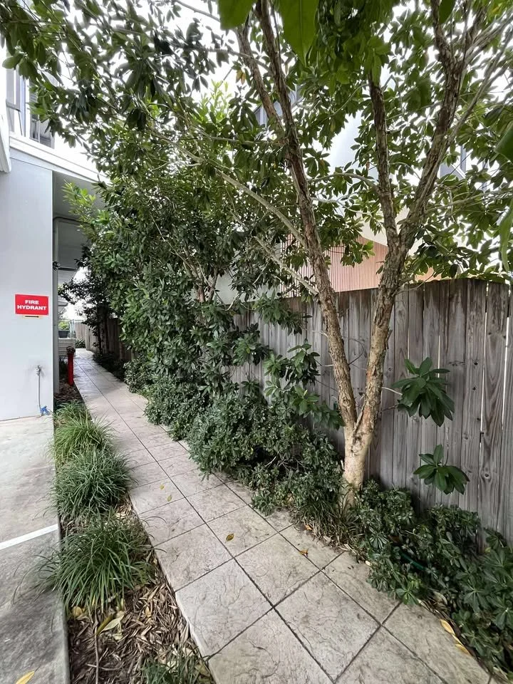 Sidewalk with lush green bushes and trees next to a wooden fence, with a fire hydrant nearby.