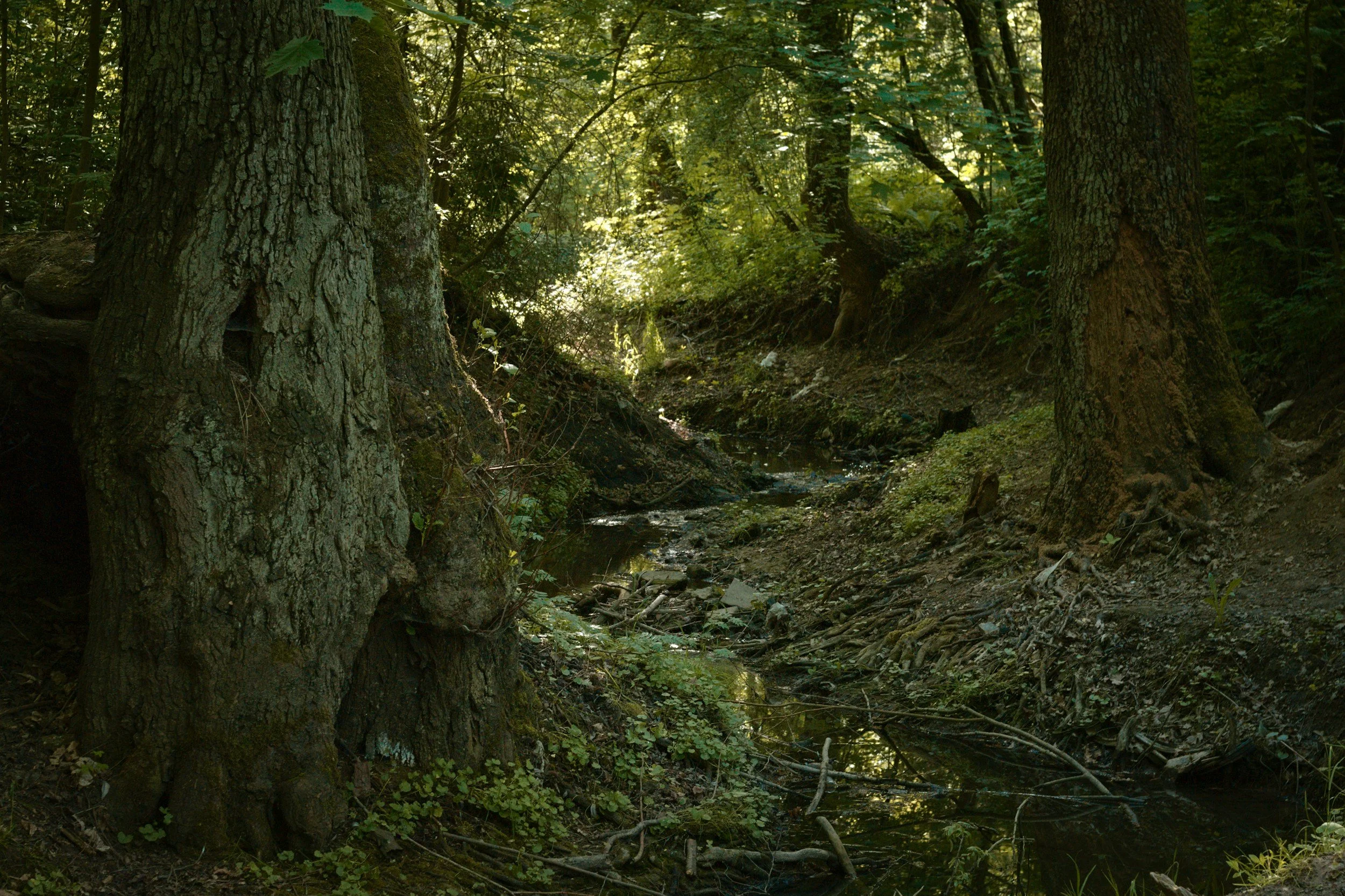 A small stream running through a dense forest with tall trees and green foliage.
