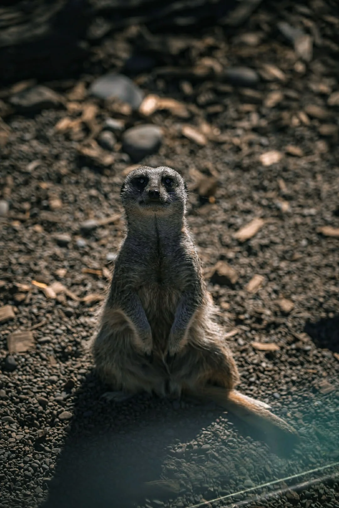 dd907afd-b535-4540-8a1d-57c7a325dd65 (1).jpg