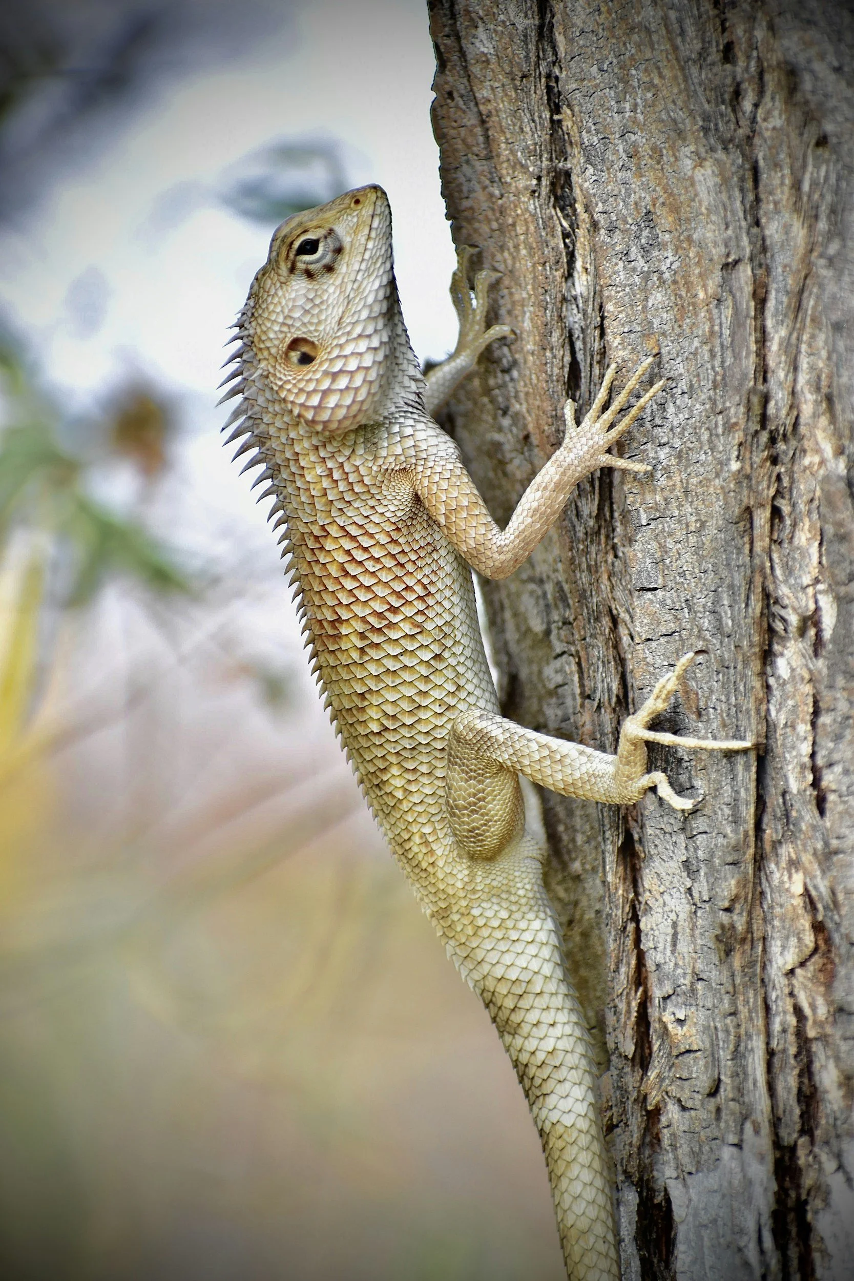 A close-up of a lizard climbing a tree, showing detailed scales and texture.