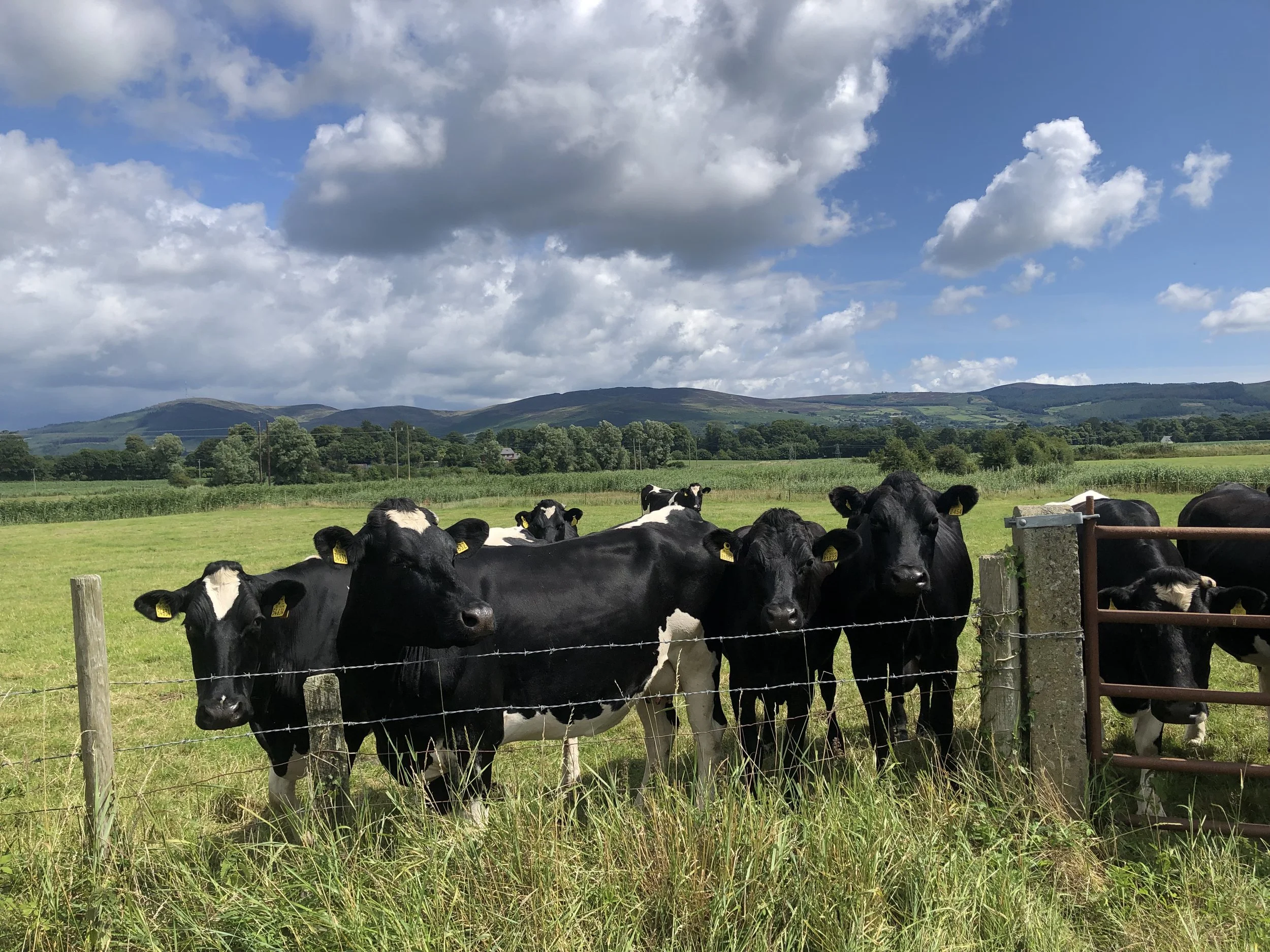 A group of black and white cows standing behind a barbed wire fence in a lush green field under a partly cloudy sky, with hills and trees in the background.