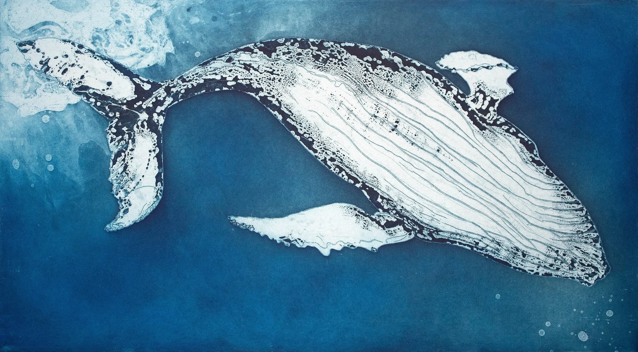 Humpback_Marion_MacPhee.jpg