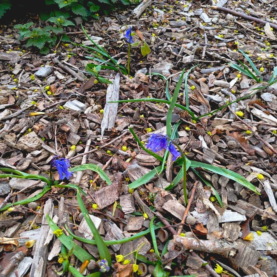 In the Autumn, the Wickford Owls an Badgers planted wild bluebell bulbs (not dug up from the wild!) by the enhance of our Forest School site, and some of them have grown! We love activities like these, not only does it demonstrate spring lifecycles b