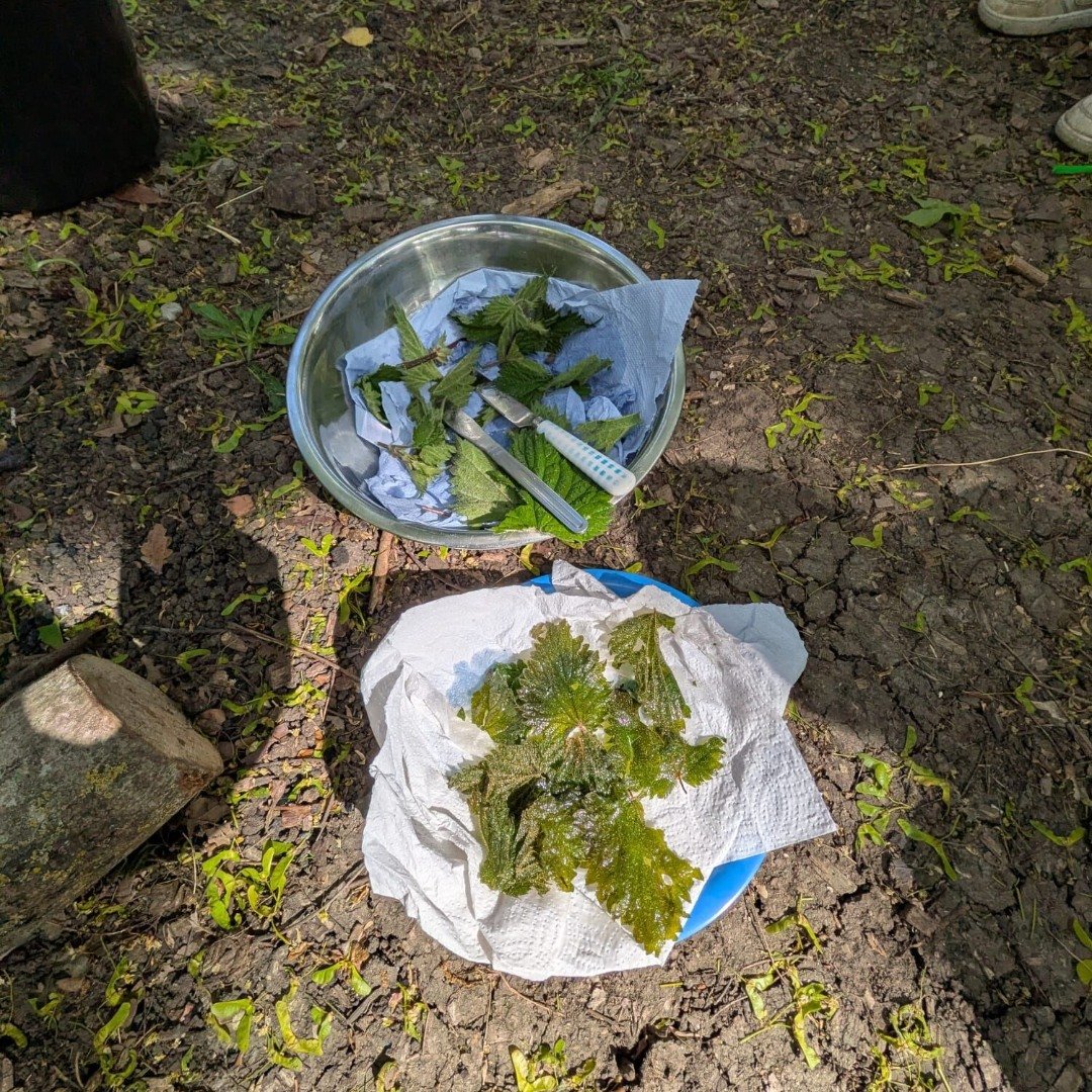 Owls and Badgers picked nettles recently and tried nettle crisps but they're not very photogenic! We love teaching out children how wild plants can be useful, which are safe to pick, which are not and always to check with an adult!

#Nursery #Foragin