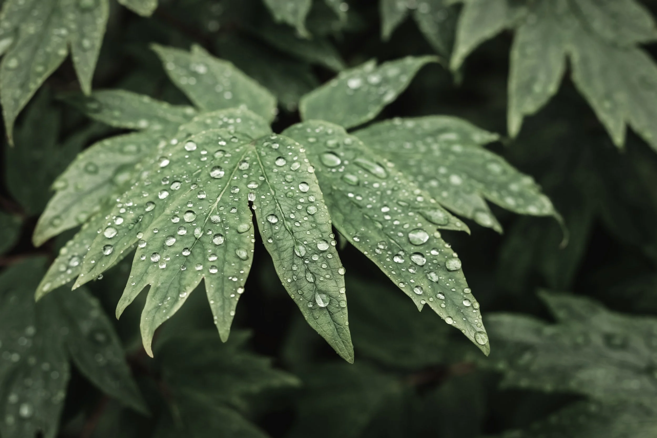 Dare to Meet. In the Middle of All.