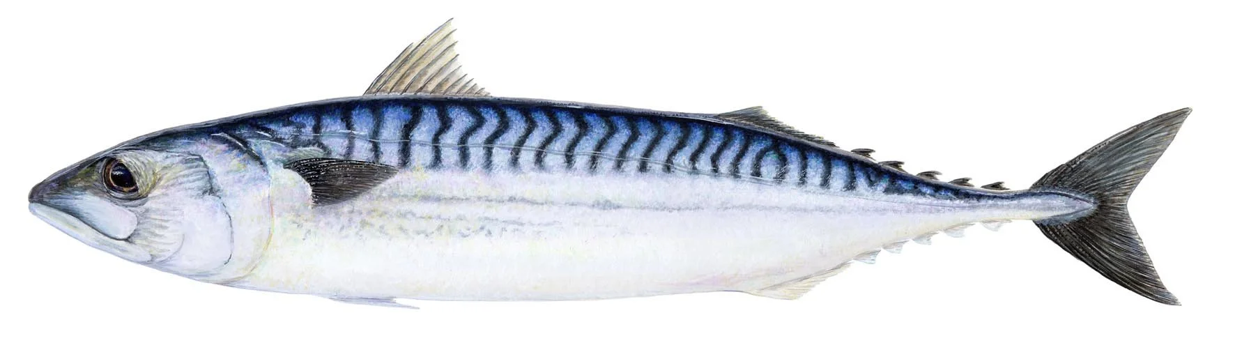 A fish with a silver body and blue stripes along its back.