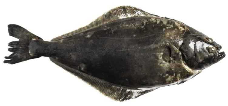 A whole halibut lying on a white surface.