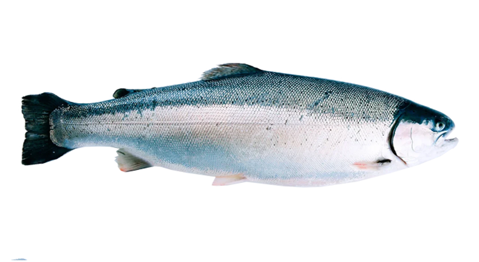 A whole, fresh trout fish with silver and gray scales, lying on a surface.