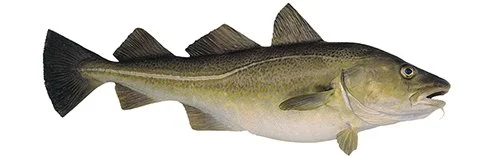 A detailed illustration of a cod fish
