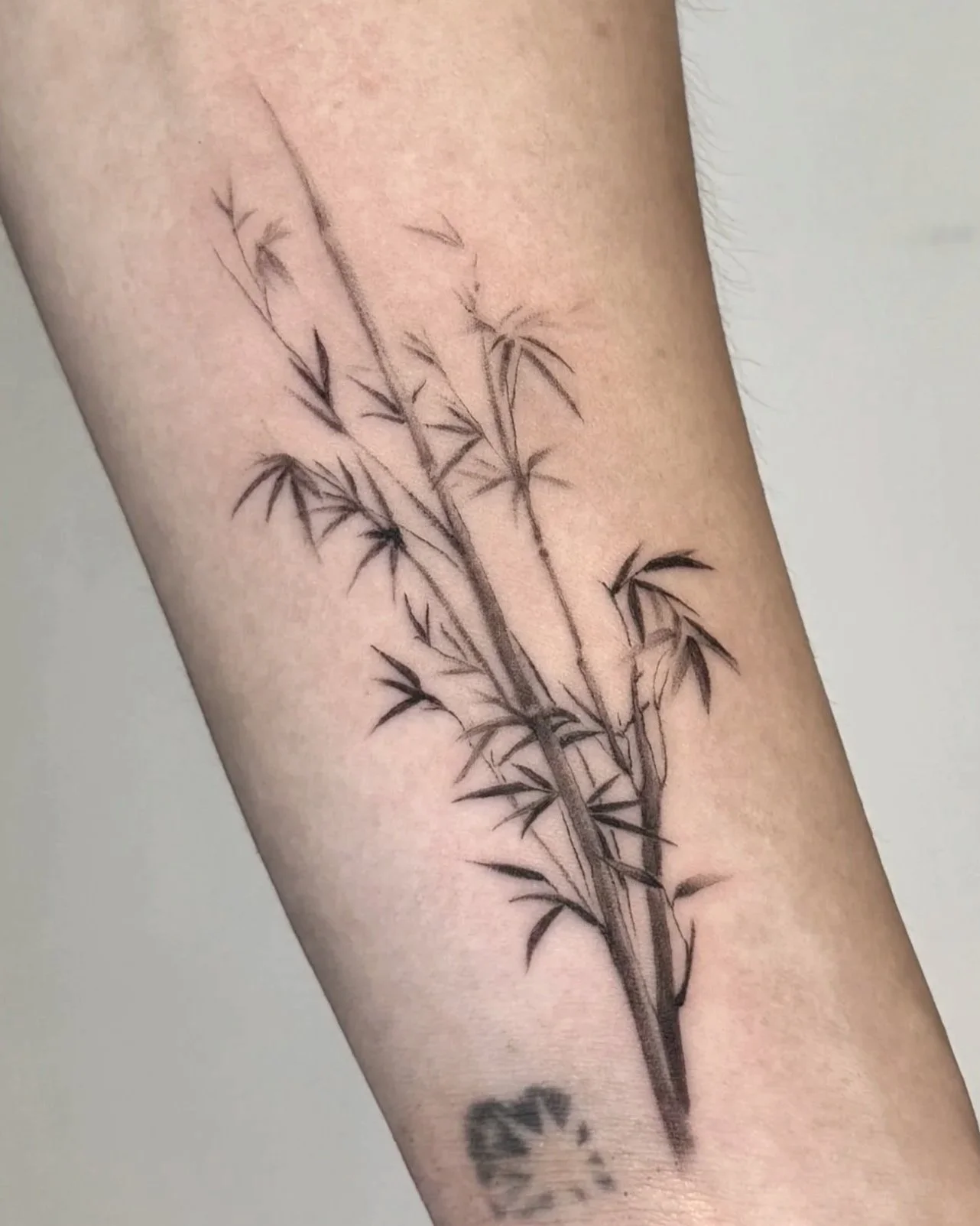 Bamboo branches