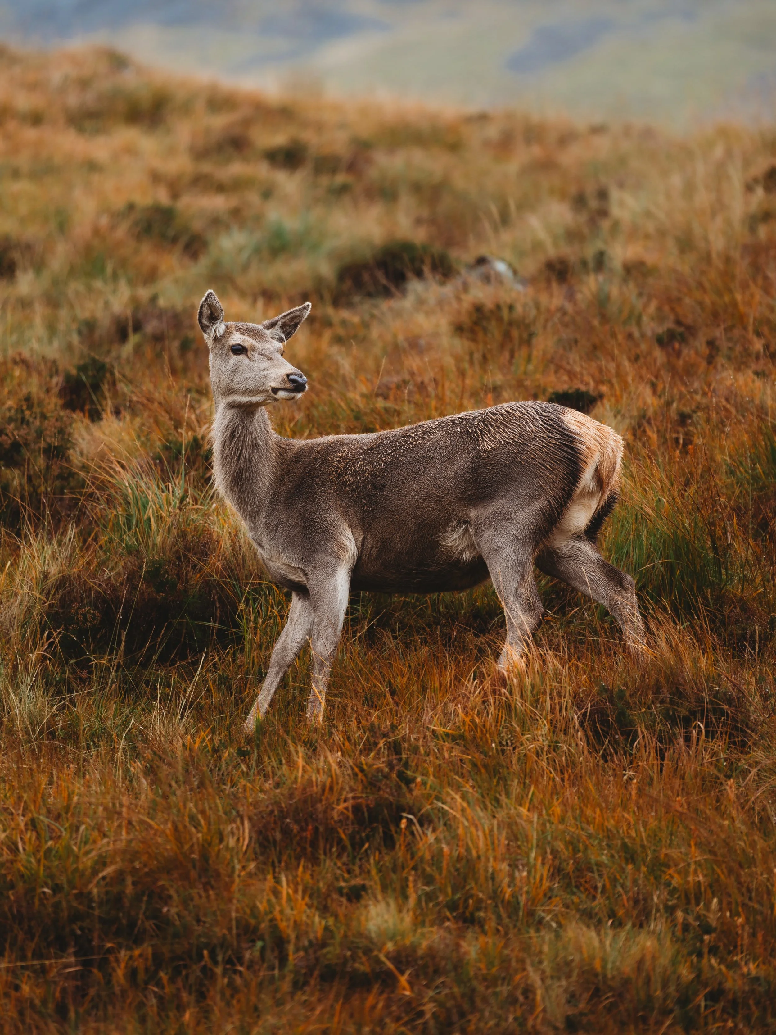 It&rsquo;s finally raining cats and dogs! ☔️🌧️ Bwrw hen wragedd a ffyn! 
.
.
.
#autumn #hydref #isleofskyescotland #vwcaddy