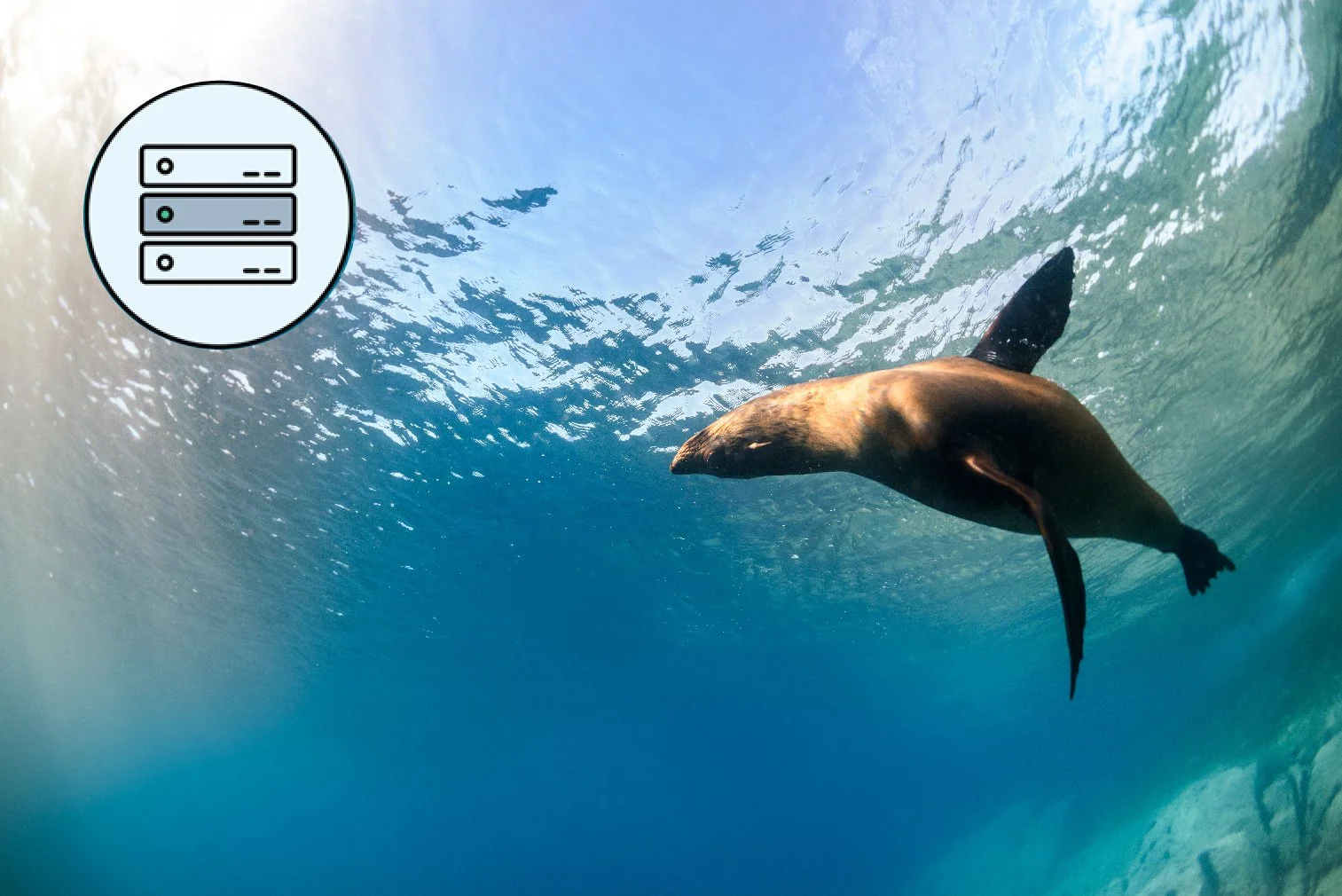 A seal swimming underwater near the ocean surface on a sunny day.