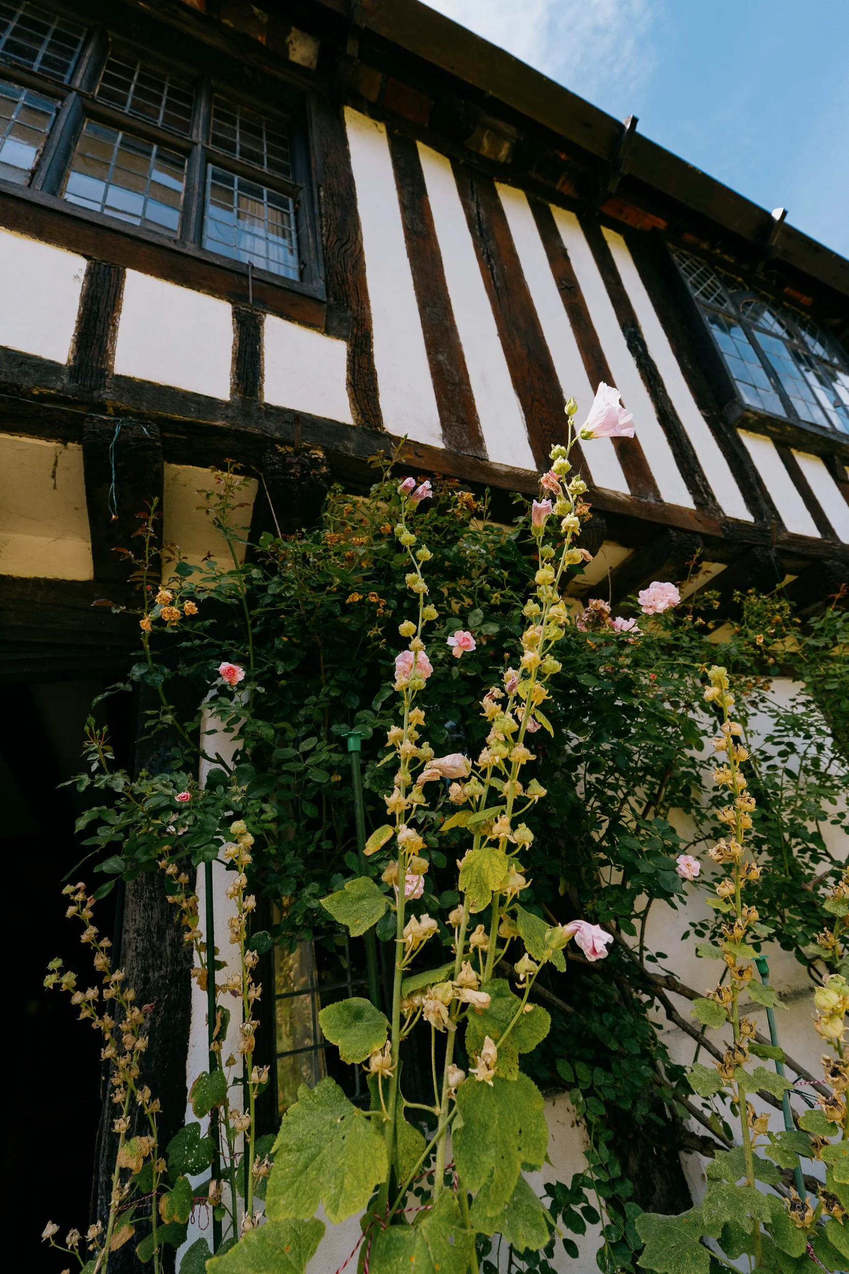 A close-up of a flowering plant with tall stems and large green leaves in front of a tall, half-timbered house with white walls and dark wooden beams, multiple windows, and a clear blue sky.
