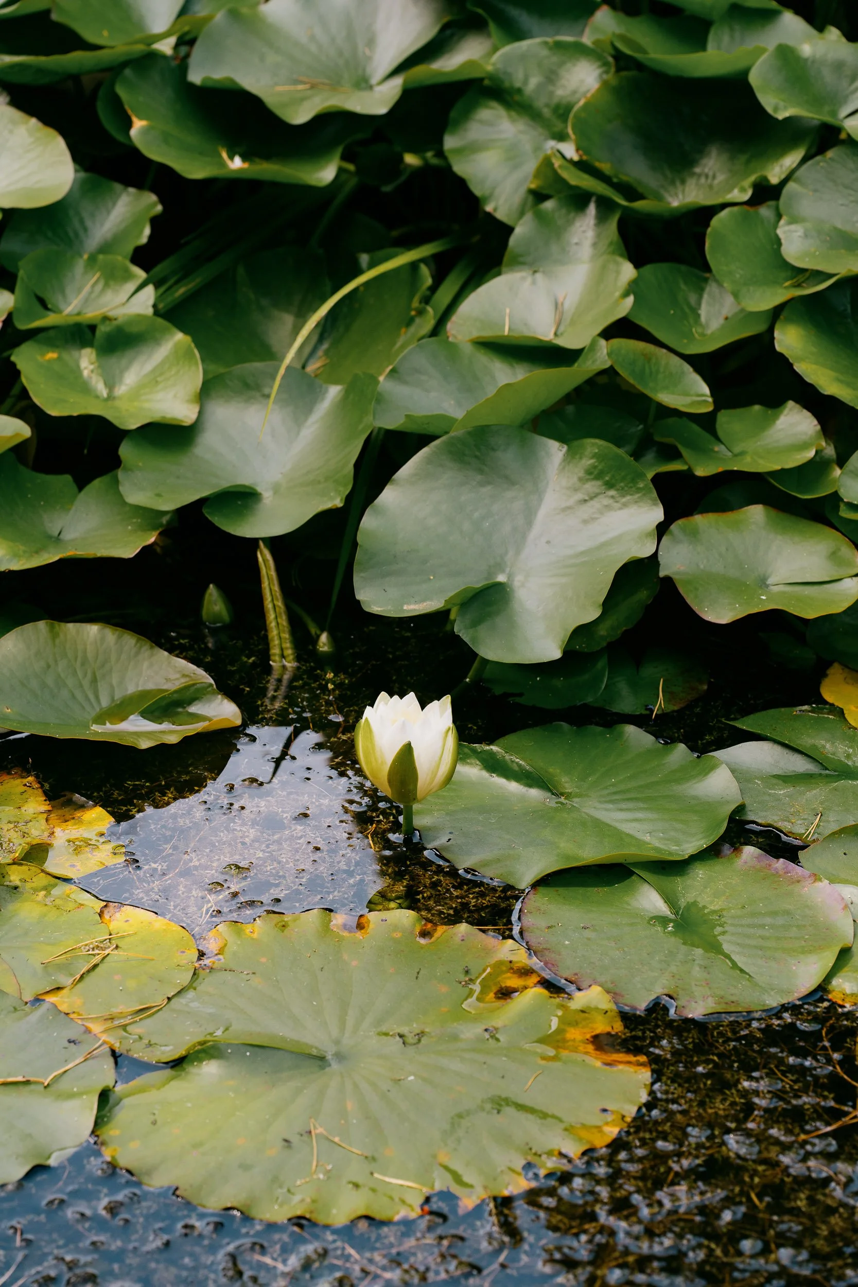 A pond with numerous green lily pads and a white water lily flower in bloom in the foreground.