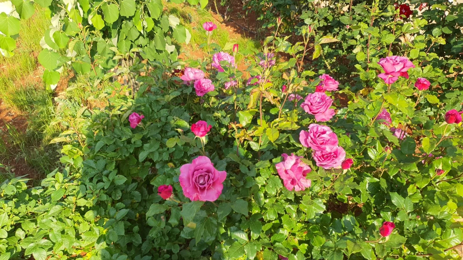 91a556d3-5c33-4ab9-b7d4-886aa74c9c11.jpg