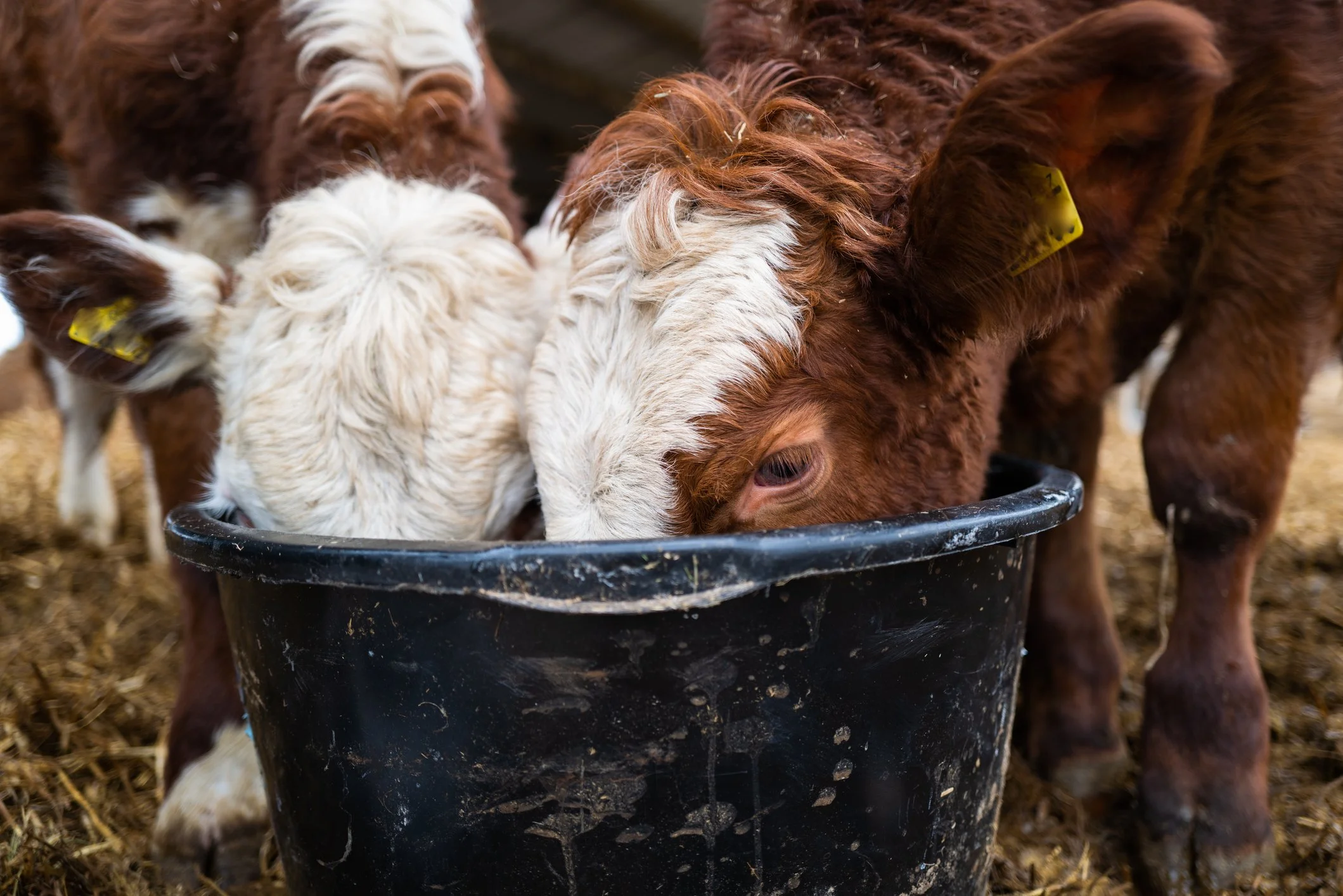 Three calves with white and brown fur eating from a black bucket in a barn or farm setting.