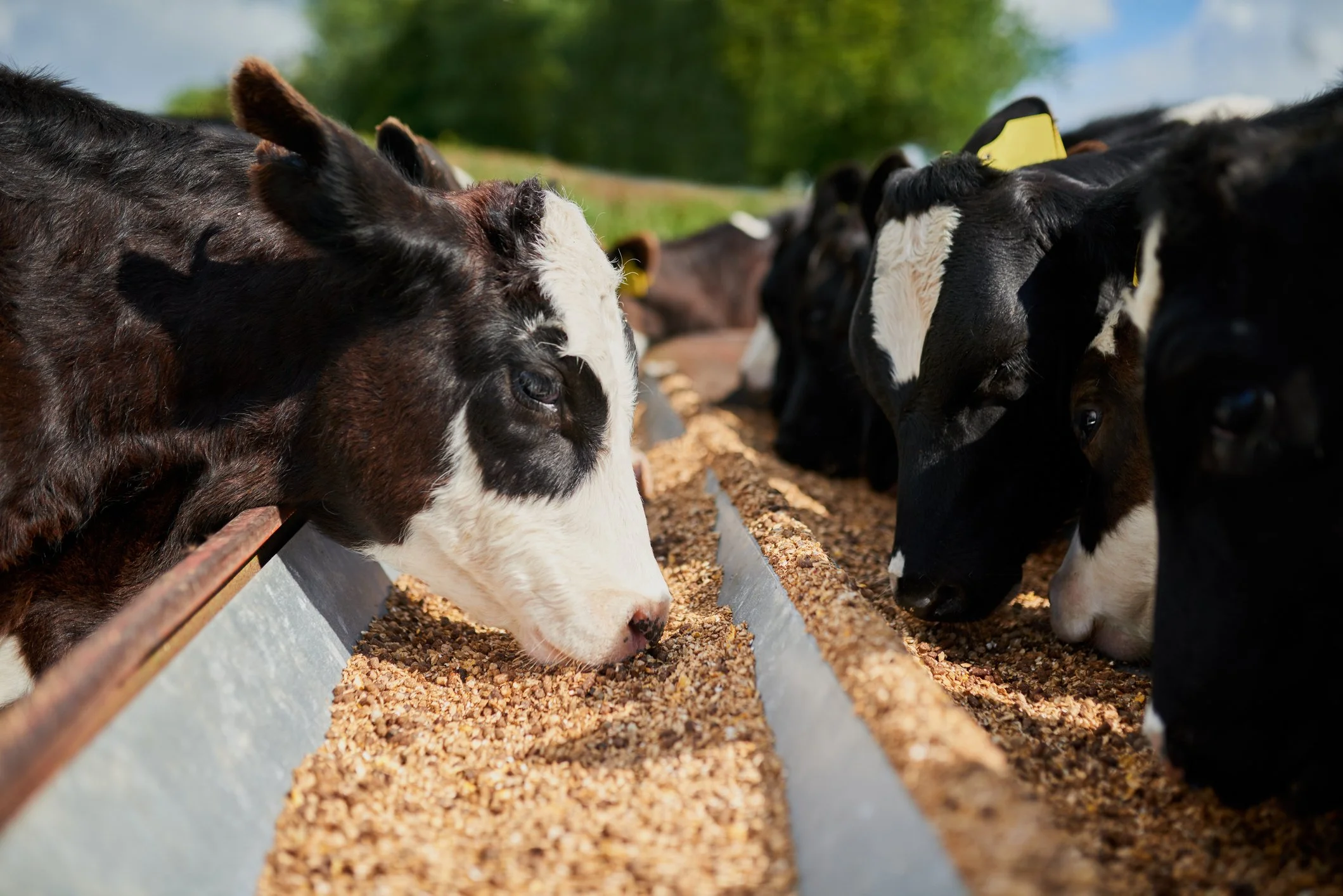 Several calves eating feed from a trough outdoors on a bright, sunny day.