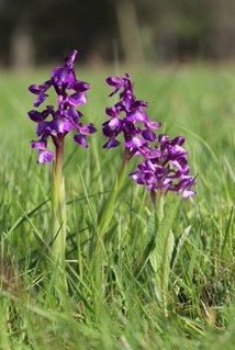 Green-Winged Orchid (Anacamptis morio)