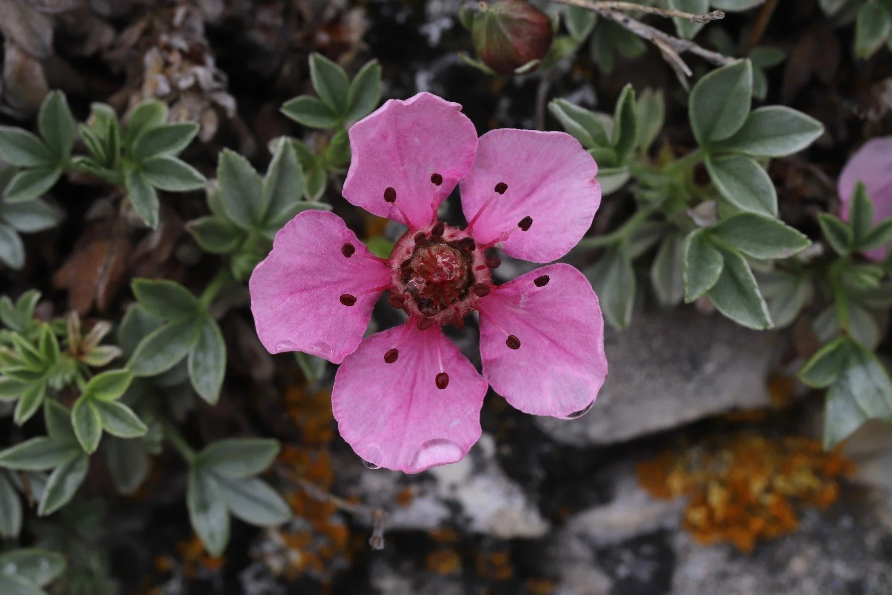 Pink Cinquefoil