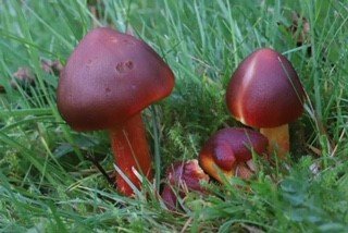 Crimson Waxcaps