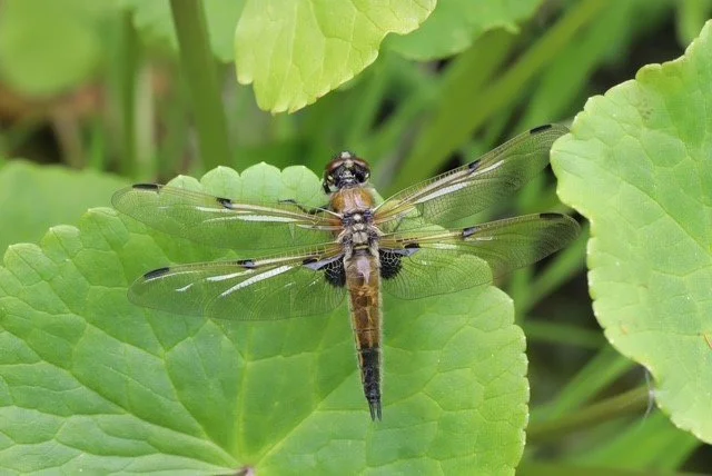 Four-Spotted Chaser