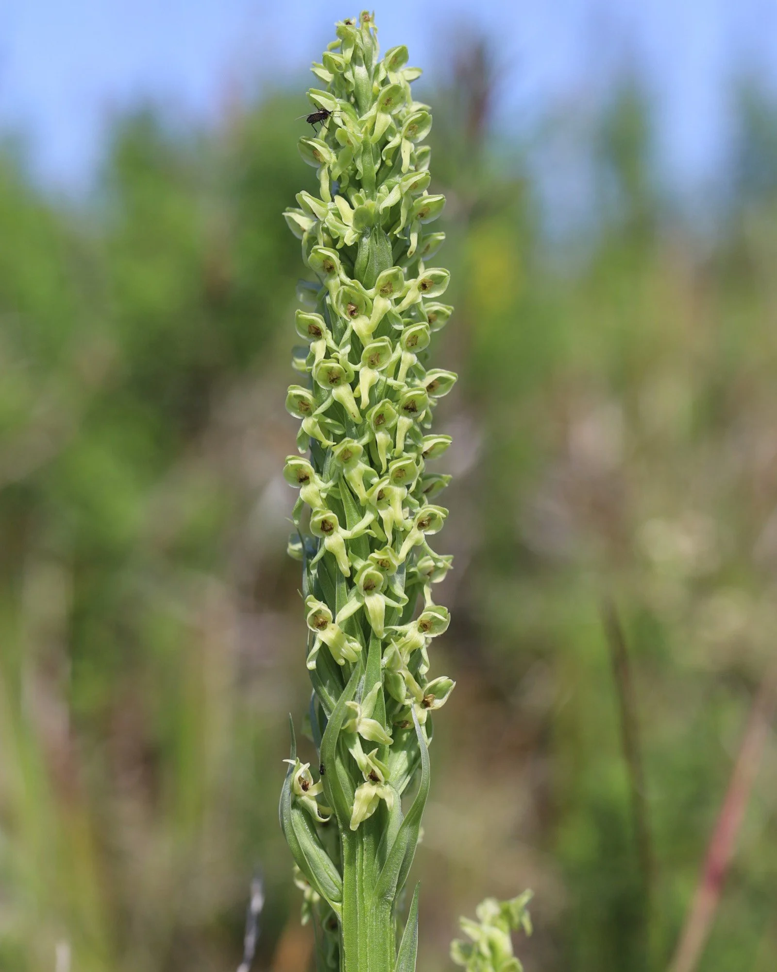 Iceland Butterfly Orchid