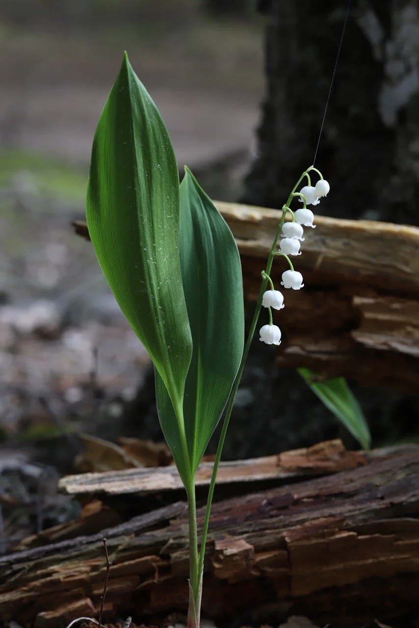 Lily-of-the Valley