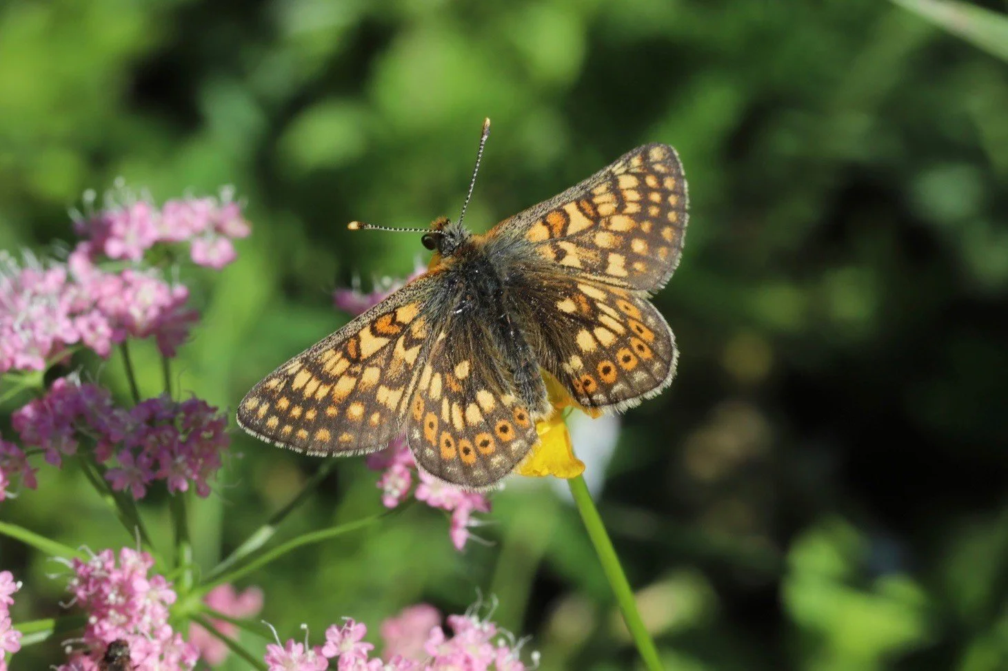 Alpine Marsh Fritillary