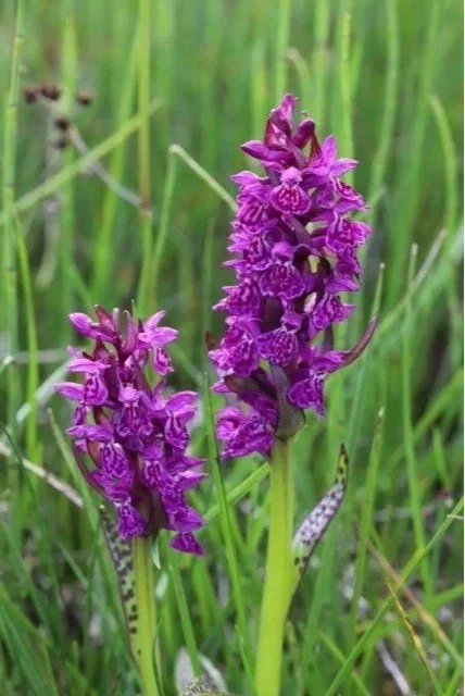alpine+marsh+orchid.jpg