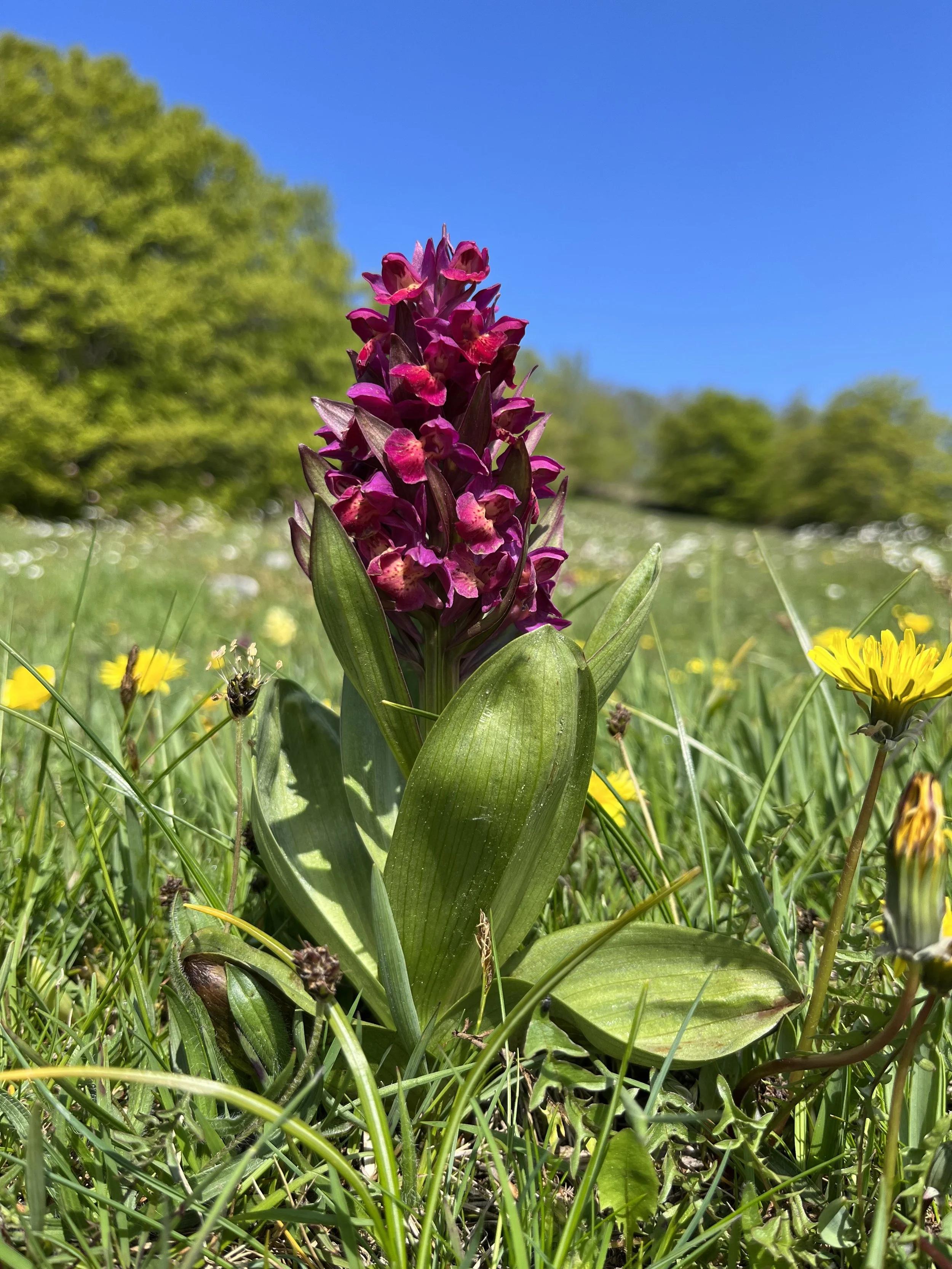 Close-up of a pink and purple orchid flower with green leaves in a grassy field under a bright blue sky, with trees in the distance.