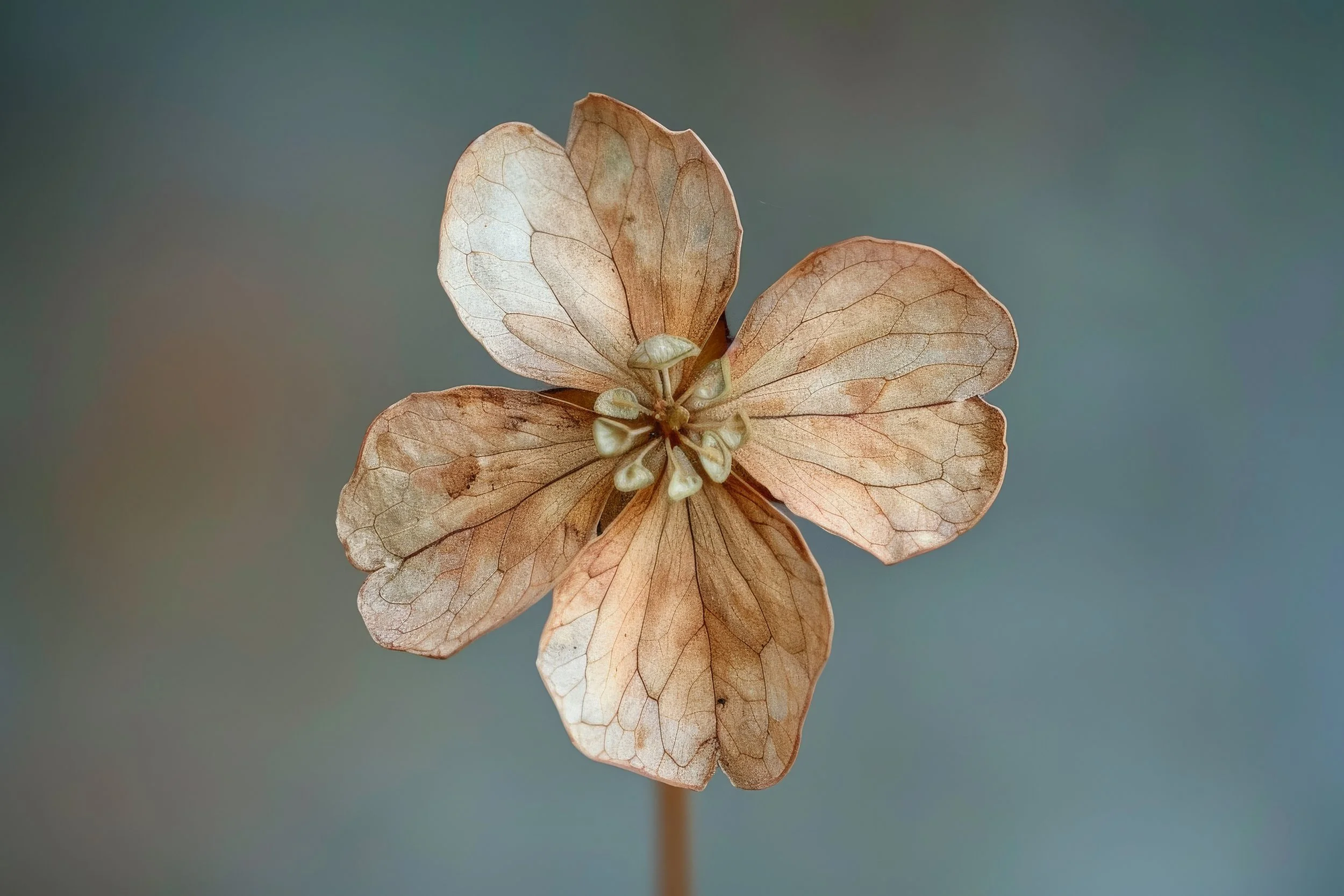 Mother’s Day and grief