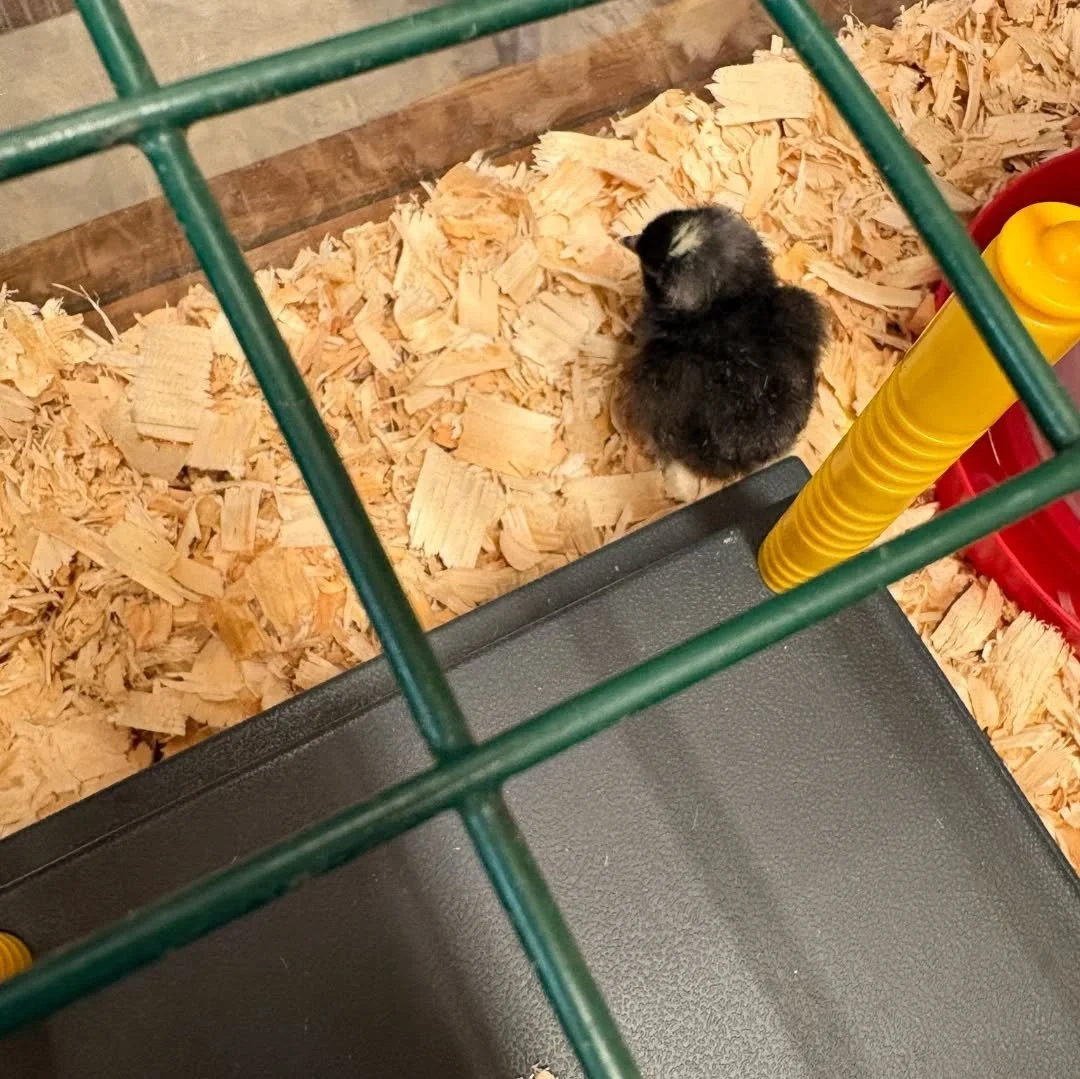 Meet our first chick Batman