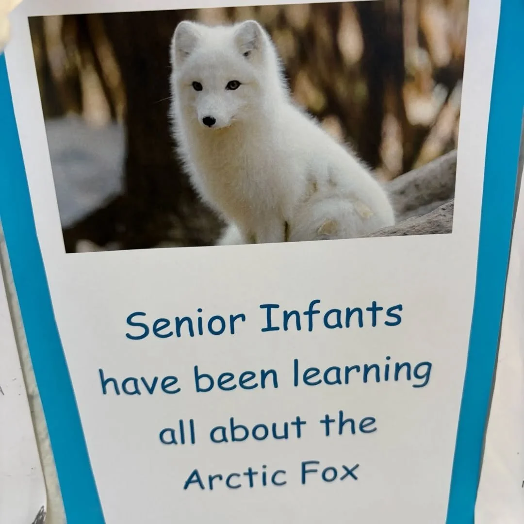 Orlaith's Senior Infants wrote about what they learned about the Arctic Fox