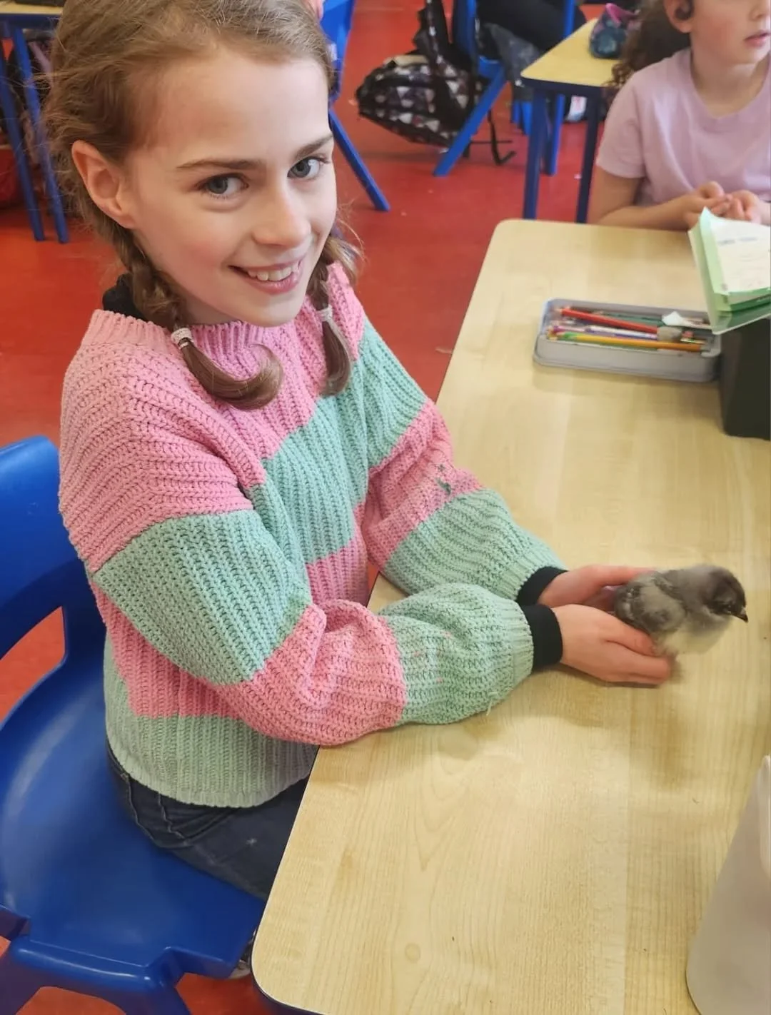 Our chicks, peguin and batman, visited our Claire's 3rd class today 🐤🐤