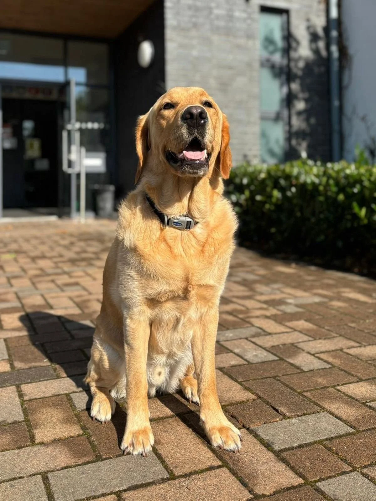 Meet Percy, Our New School Dog!