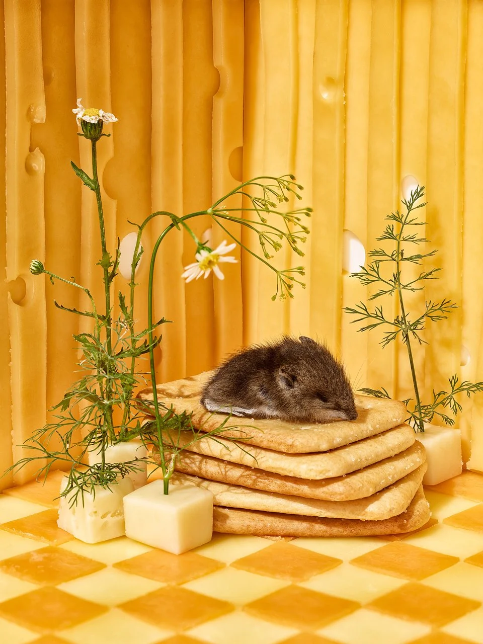 A small mouse sleeping on a stack of four crackers with cheese and herbs, surrounded by cheese blocks and herbs, against a yellow cheese-themed background.